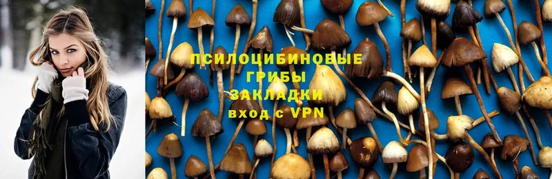 Псилоцибиновые грибы GOLDEN TEACHER  Бакал 